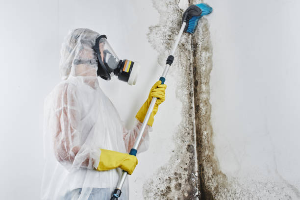 Best Commercial Mold Removal  in Monte Alto, TX