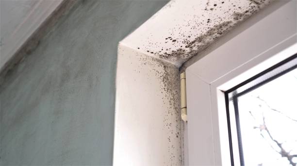 Best Professional Mold Removal  in Monte Alto, TX