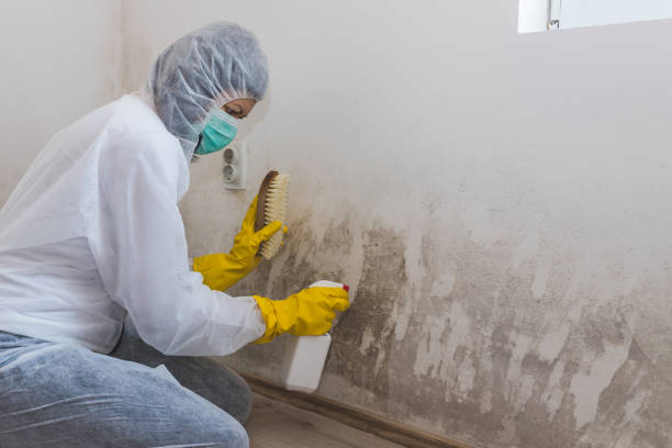 Best Mold Remediation  in Monte Alto, TX
