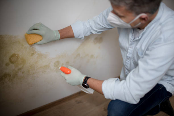 Best Office Mold Removal Services  in Monte Alto, TX