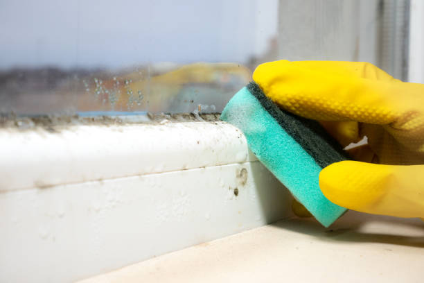 Home Mold Removal in Monte Alto, TX