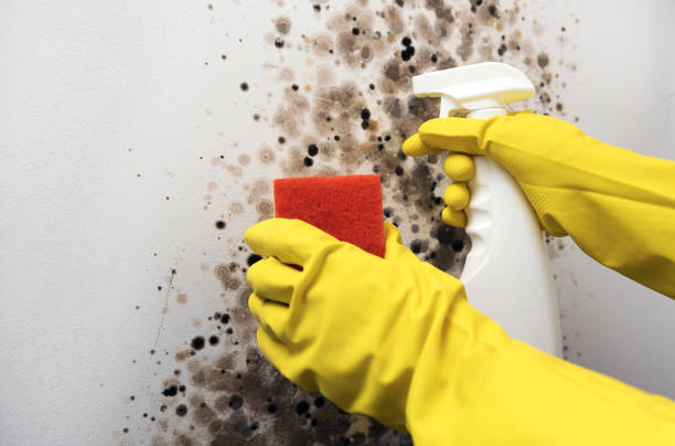 Best Affordable Mold Removal  in Monte Alto, TX