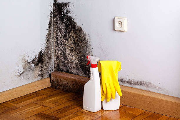 Best Fast Mold Removal  in Monte Alto, TX