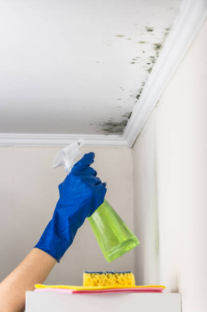 Best Crawl Space Mold Removal  in Monte Alto, TX