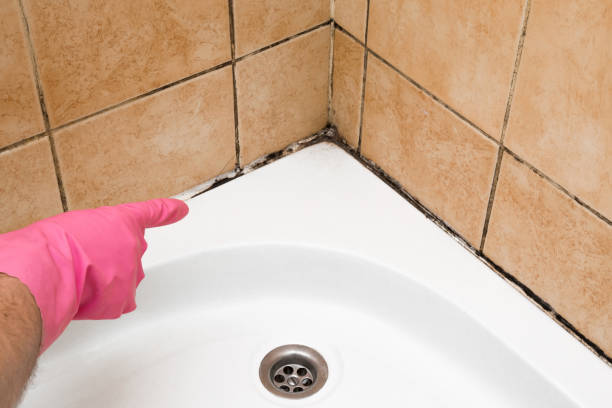 Best Local Mold Removal Service  in Monte Alto, TX